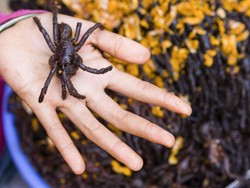 Tak Biasa, Musim Kawin Tarantula Justru Jadi Tontonan
