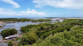 Masyarakat Jadikan Kampung Beting Area Konservasi Mangrove