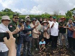 Kementan Pastikan Produksi Sayuran di Solok Memadai Jelang Idul Adha