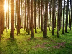 10 Pohon Terbesar di Dunia, yang Juga Berusia Ribuan Tahun