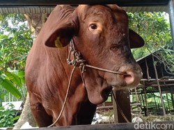 Harga Sapi Kurban 2024 untuk Idul Adha, Ini Daftarnya