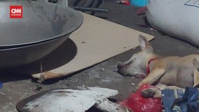 VIDEO: Petugas Tembak Mati Anjing Terjangkit Rabies
