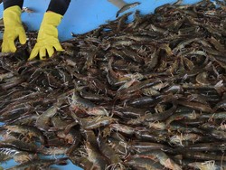 Udang RI Dijegal AS, Pengusaha Incar Pasar China hingga Timur Tengah