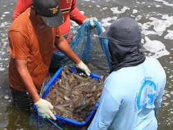 AS Jengkel dengan RI Gegara Udang, Ternyata Ini Pemicunya