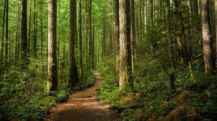 A trail though a forest, with dappled sunlight coming from the left.