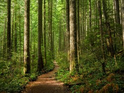 Siswi Difabel Magetan Hilang di Hutan Saat Ikut Panen Kunyit Ortunya
