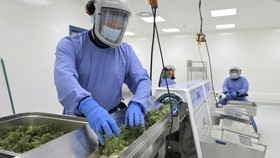 AS Bersiap Legalkan Ganja Medis, Apa Dampaknya?