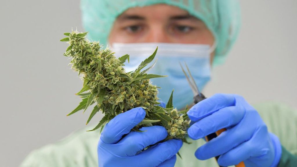 Ilmuwan: Ganja Tidak Terbukti Redakan Kecemasan