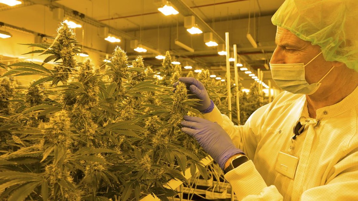 FOTO: Menengok Panen Ganja Medis di Jerman