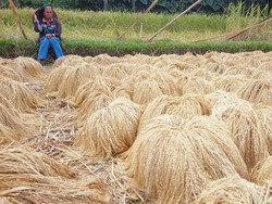 Pilu Petani Beras Merah Jatiluwih: Produksi Melimpah, Harga Jatuh