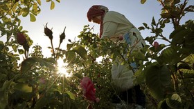 FOTO: Aroma Wangi Desa Mawar Lebanon yang Menggoda