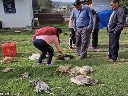 Teror Makhluk Misterius Chupacabra Bikin Warga Ketakutan