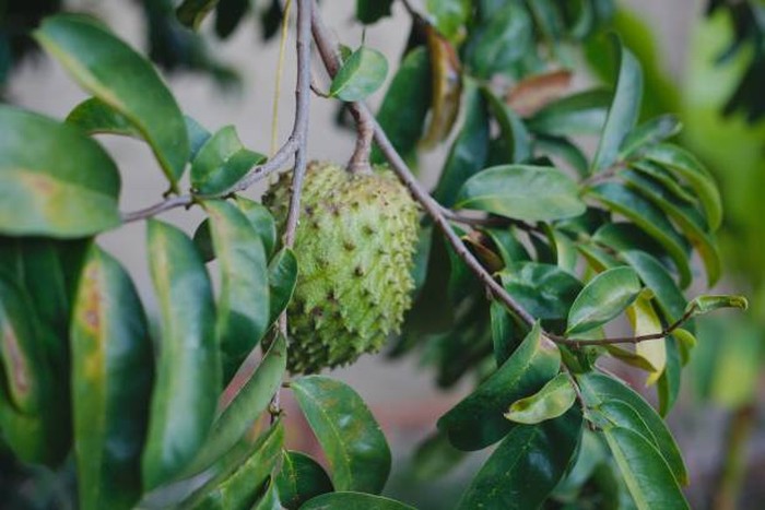 CAGUA, VENEZUELA, DEC 24: Soursop fruit hanging on its tree, on December 24, 2018.