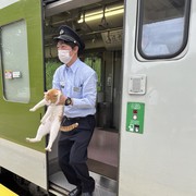 Kucing Viral Gara-Gara Buat Kereta Jepang Terlambat, Simak Kisahnya!