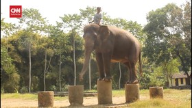 VIDEO: 5 Gajah Taman WIsata Candi Borobudur Dipindah, Ini Alasannya