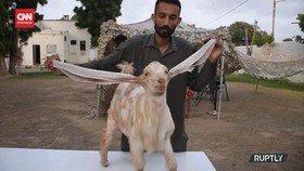 VIDEO: Penampakan Simbi, Kambing Betina Bertelinga Panjang 55 Cm
