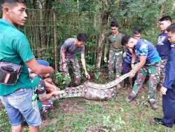 Ular Piton 5,5 Meter Nyelonong ke Mako Lanud HLO Kendari, Mangsa Seekor Rusa