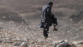 FOTO: Wabah Belalang Buat Petani Afghanistan Putus Asa