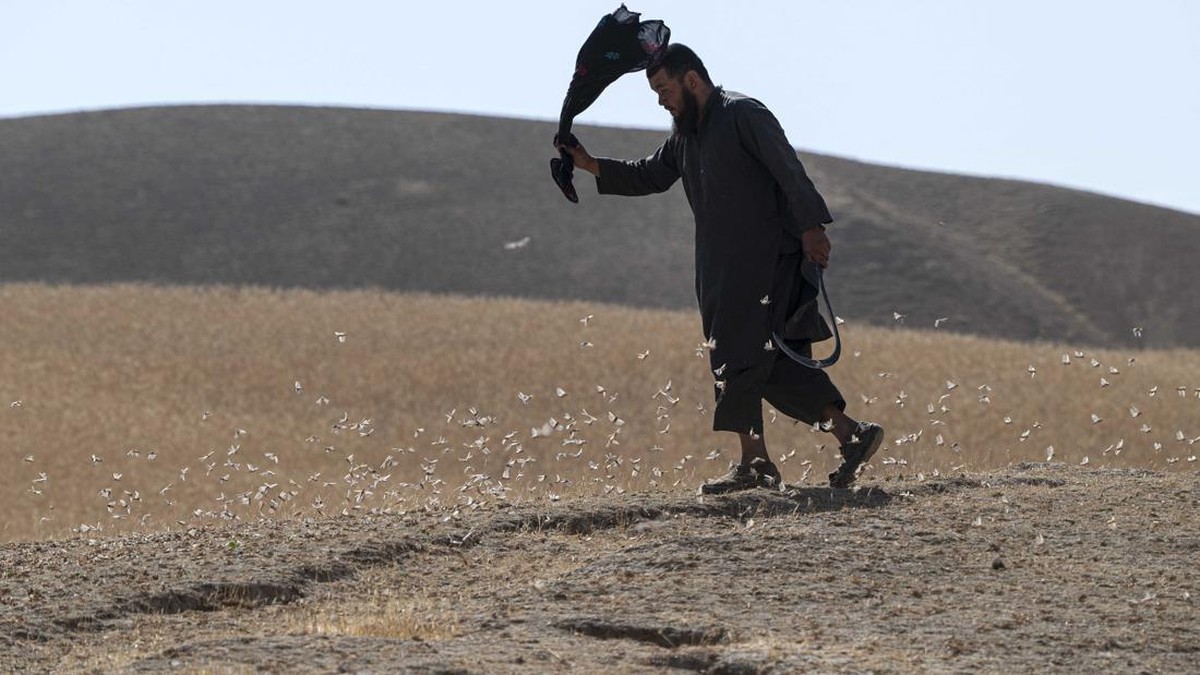 FOTO: Wabah Belalang Buat Petani Afghanistan Putus Asa