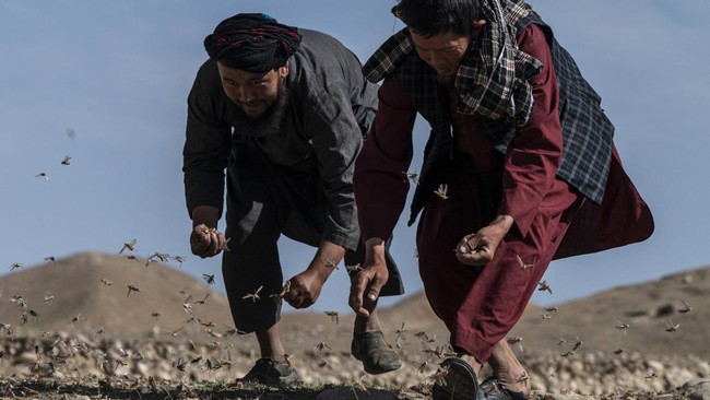 FOTO: Wabah Belalang Buat Petani Afghanistan Putus Asa