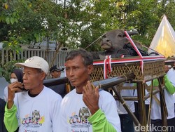 Momen Warga Berebut Kepala Kerbau Saat Dilarung di Dam Bagong Trenggalek