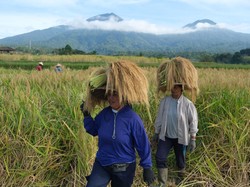 Prabowo Naikkan Harga Beras di Tingkat Petani Jadi Rp 12.000/Kg