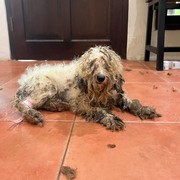 Sisi Kelam Jual-Beli Hewan, Ini Fakta Puppy Mills alias Pabrik Anak Anjing dan Kondisi Mengenaskan di Dalamnya