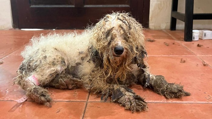 Sisi Kelam Jual-Beli Hewan, Ini Fakta Puppy Mills alias Pabrik Anak Anjing dan Kondisi Mengenaskan di Dalamnya