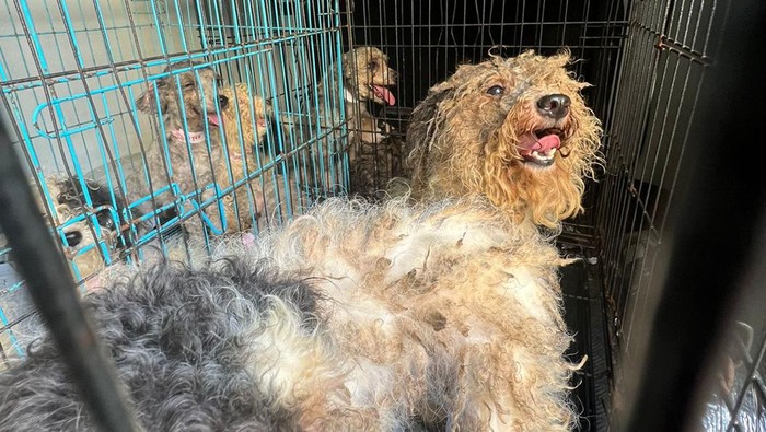 Puppy mill di Indonesia