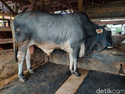 Penampakan Sapi Jumbo Asal Lembang yang Dibeli Jokowi