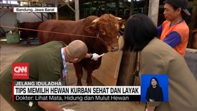 VIDEO: Tips Memilih Hewan Kurban Sehat dan Layak