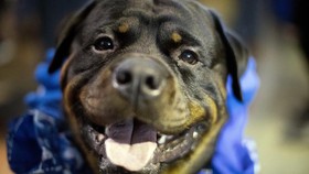 Momen Unik Seekor Anjing di AS Diwisuda Raih Gelar 'Dogtorate'