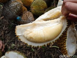 Berburu Durian Kera dan Piit dari Pohon 100 Tahun di Pangandaran