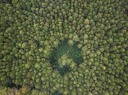 Hutan Lindung: Pengertian, Contoh, dan Perbedaan dengan Hutan Konservasi