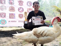 Perkenalkan! Si Bawor Juara Kontes Menthok Montok di Purworejo