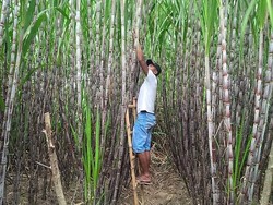 Pemerintah Naikkan Harga Gula di Tingkat Petani Jadi Rp 12.500/Kg