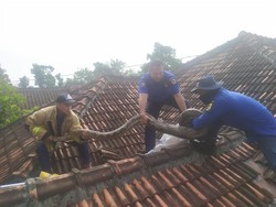 Hiii! Ular Piton 4,5 Meter Ditemukan Mau Ganti Kulit di Plafon Rumah Wonogiri