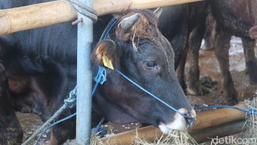 img-title Segini Harga Sapi Kurban 2024 untuk Lebaran Idul Adha