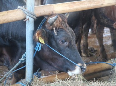 Segini Harga Sapi Kurban 2024 untuk Lebaran Idul Adha