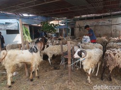 Segini Umur Kambing yang Bisa Dijadikan Hewan Kurban Menurut Syariat
