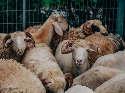 Berburu Daging Kurban, Harapan di Tengah Hidup Pas-pasan
