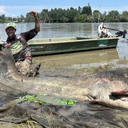 5 Ikan Lele Raksasa Terbesar yang Pernah Ditangkap, Ada yang Seberat Sapi!