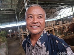 Penjualan Sapi Kurban di Bantul Lesu tapi Permintaan Kambing Meningkat