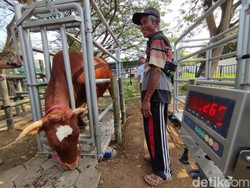 Ratusan Hewan Ternak Banyuwangi Ikut Kontes