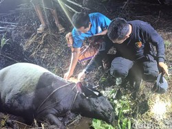 Sedih! Tapir Terperosok Dalam Parit di Riau Mati