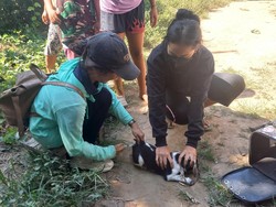 Rabies Merebak di Bali: 6 Bulan 19.035 Gigitan HPR-3 Nyawa Melayang