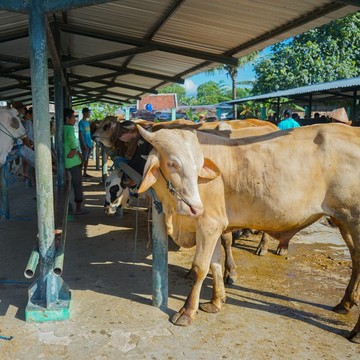 Daftar Rincian Harga Sapi dan Kambing Qurban 2023
