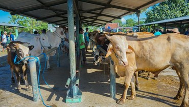 Daftar Rincian Harga Sapi dan Kambing Qurban 2023