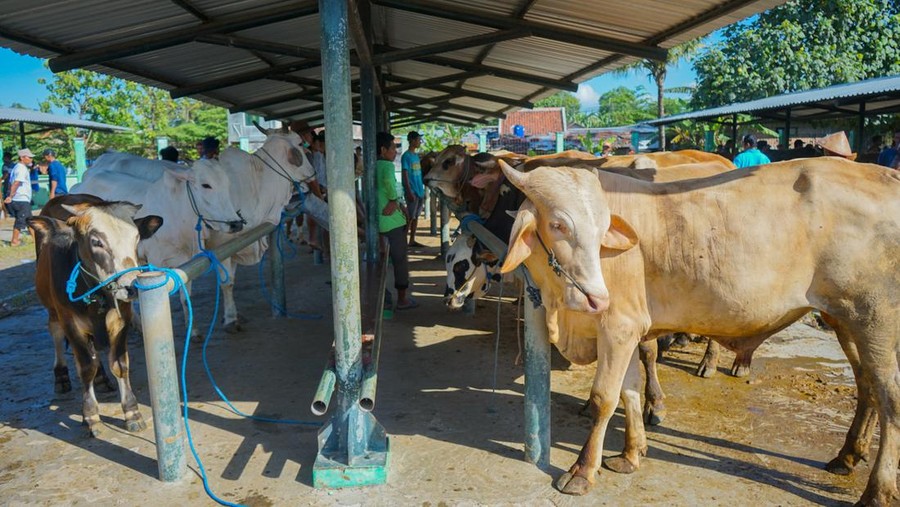 yogyakarta, indonesia may 15, 2023 

several cows for sale at imogiri cattle market, yogyakarta.