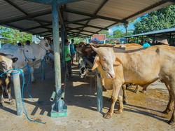 Daftar Rincian Harga Sapi dan Kambing Qurban 2023